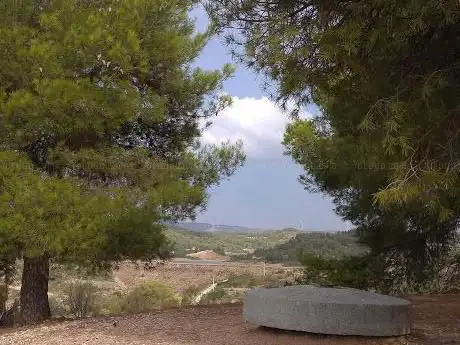 Photo de Pi de Cal Pino( arbre monumental)