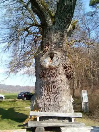 Photo de Schüppel Eiche