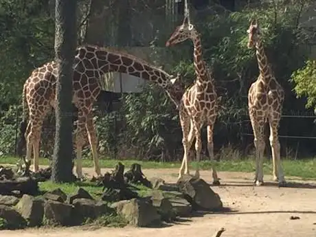 Zoo de Duisbourg