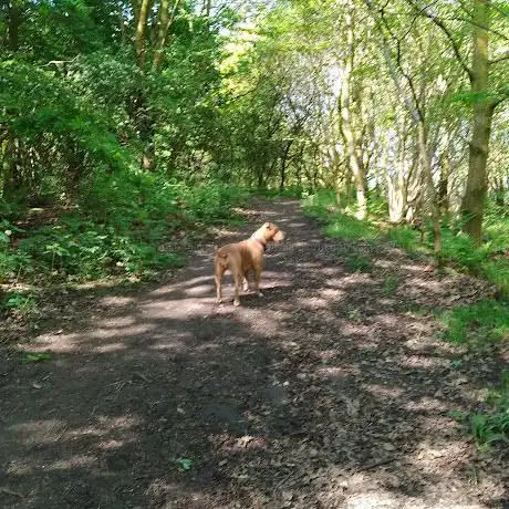 Photo de River Darwen Parkway