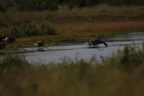 Vogelkijkhut - De Papegaai