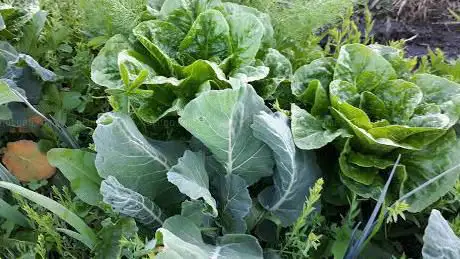 Tenuta Le More Agricoltura Bio