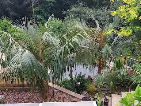 Photo de plantes exotiques Garden