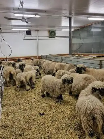Blacknose Sheep Farm