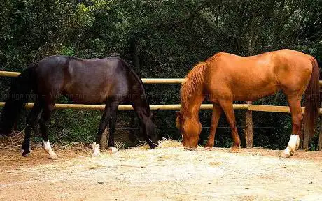 Photo de HÃpica Les Feixes