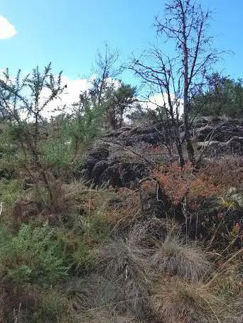 Photo de Les Landes Serpentincoles de Cluzeau et de la Flotte