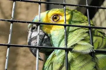 Vogelvoliere