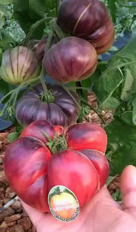 Photo de Tomate Rabiteño Sabor Intenso