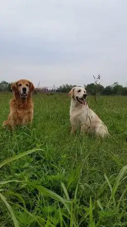 Photo de Comunale della Boscherona