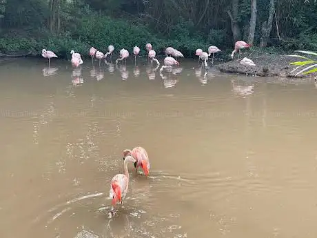Flamingo enclosure