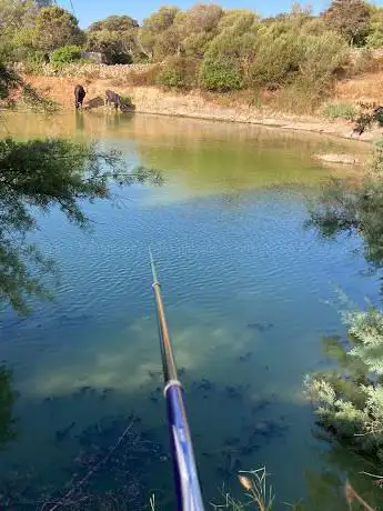Il coghi