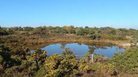 Photo de RSPB Stoborough Heath