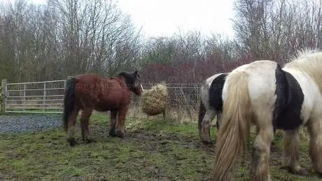 Photo de Scottish Pony Partners