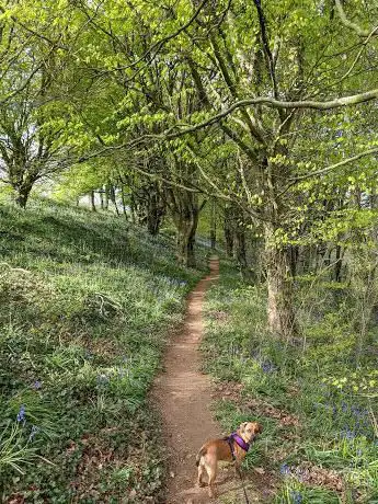 Photo de Holway Woods Nature Reserve