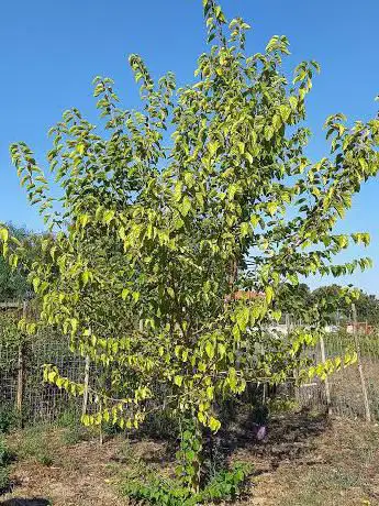 Photo de Giardini del Gauro