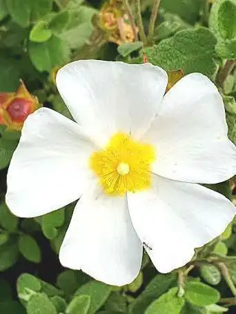 Photo de Mucchiatana