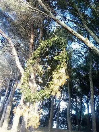 Parco
