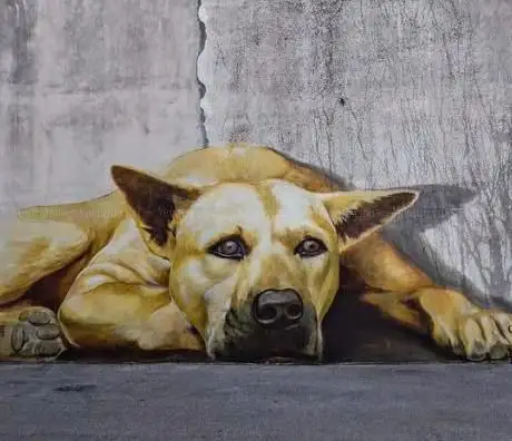Photo de Ettore il cane gigante