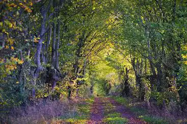 chemin vert