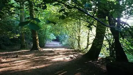 Photo de Lyndhurst Wood