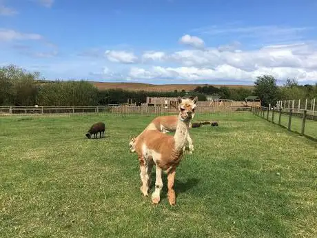 Filey Bird Garden and Animal Park