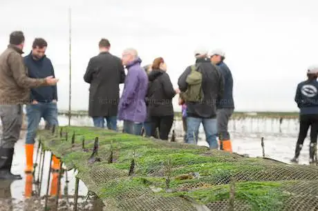 Whitstable Oyster Tours