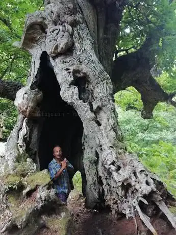 Castagni secolari