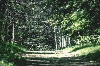 Photo de Entrée forêt de Touffou