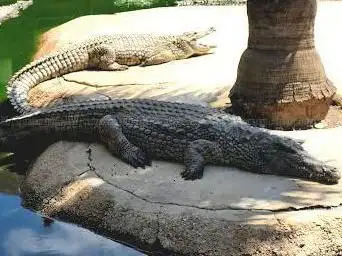 Photo de Crocodile Park