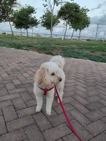 Photo de Parco Comunale Loseto