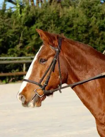 Poney Club Echenevex
