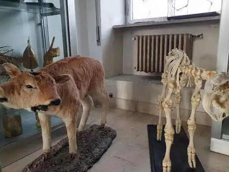 MAVet Museo di Anatomia Veterinaria