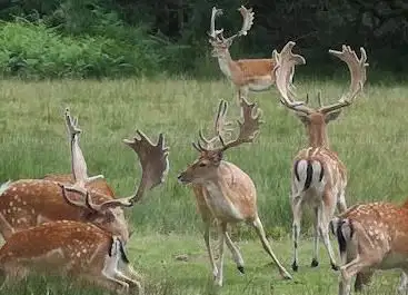 Photo de Bolderwood Deer Sanctuary