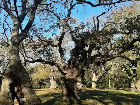 Photo de la carbayera de los maizales