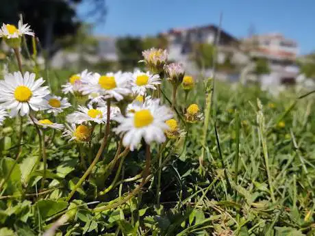 Photo de Parco Giochi Pubblico 