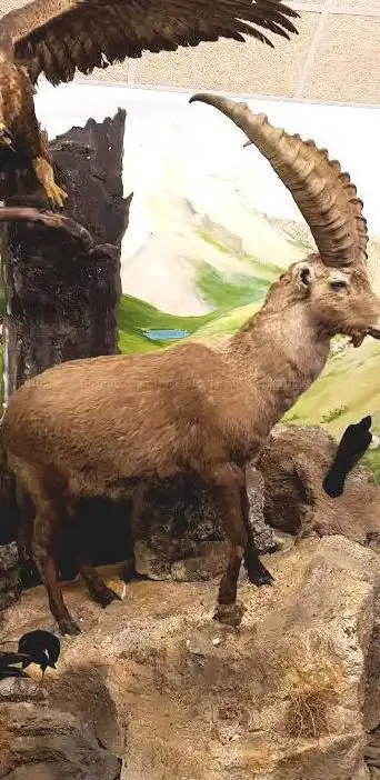 Photo de Ecomusée de la faune