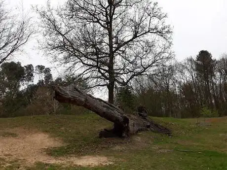 Dragon Head Tree