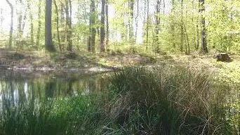 Foret communale de la Madeleine