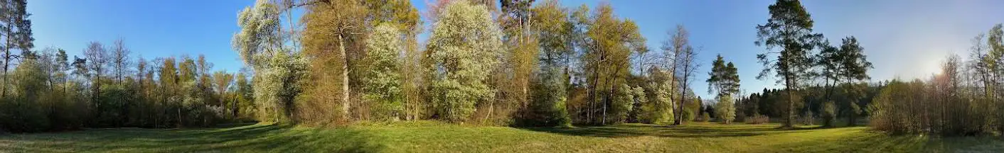Rütimoos