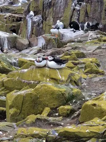 Photo de Puffins Rookery