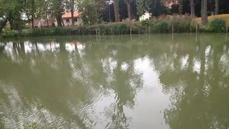 Lac des cygnes