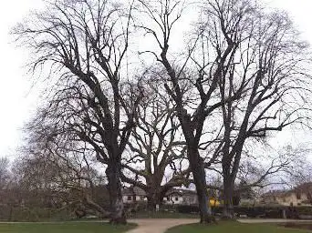 Diane de Poitiers' tree