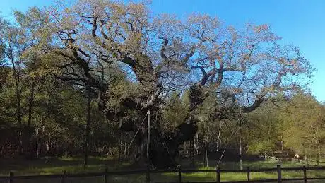 Photo de Sherwood Forest National Forest