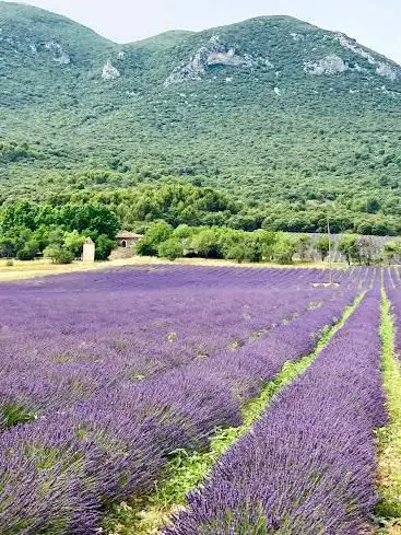 Photo de Lavanda
