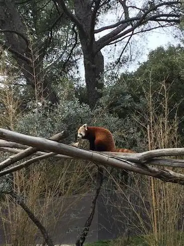 Panda roux