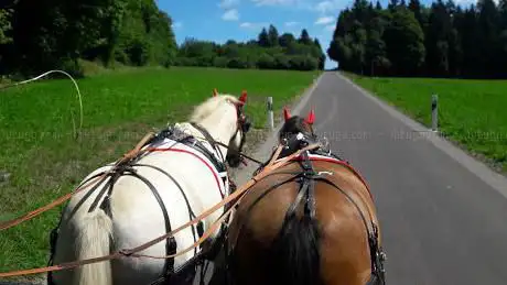 Photo de Franches Montagnes Destinations