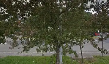 L' Appel d'Idel Ianchelevici