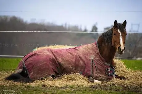 Hopps Family Stables - Les Ecuries du Marais