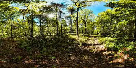 Bois de la Vecquée