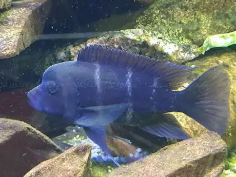 Photo de Beauvais Argentine Aquariophilie